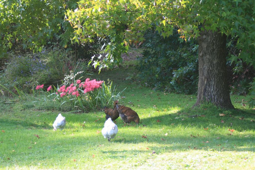 Strathmore Farm B&B Mirboo North Εξωτερικό φωτογραφία